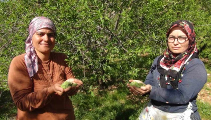 Mersinde yüzde elli rekolte düşüşü yaşanan badem çağlası Dubaiye ihraç ediliyor