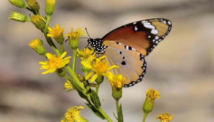 Mut Mutlu Kelebekler Festivaline hazırlanıyor