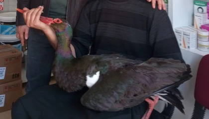 Nadir görülen kara leylek yaralı bulunarak tedavi altına alındı