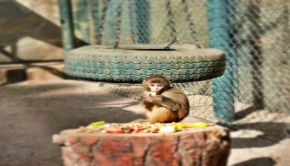 Otogardaki X-rayden geçerken kolide yakalanan yavru maymuna annelik sürprizi