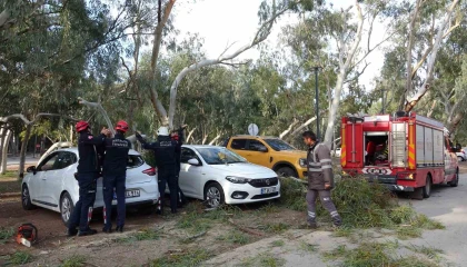 Rüzgar nedeniyle devrilen ağaç iki otomobile zarar verdi