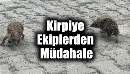 Saatlerce kendi ekseninde dönen kirpiye ekiplerden müdahale
