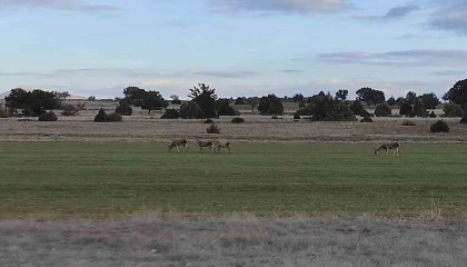 Salda Gölü çevresine bırakılan kızıl geyikler beslenirken görüntülendi