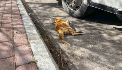 Serikte çok sayıda ölü kedi bulundu