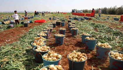 Soğan hasadı başladı, verim ve fiyatı çiftçinin yüzünü güldürdü