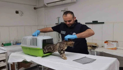 Sosyal medyadan paylaşılan hasta kedi tedavi altına alındı