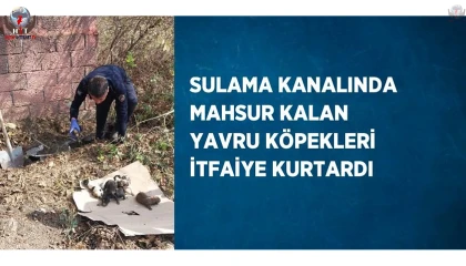 Sulama kanalında mahsur kalan yavru köpekleri itfaiye kurtardı