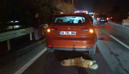 Sürü halinde yola fırlayan sokak köpekleri aynı anda 2 ayrı kazaya sebep oldu