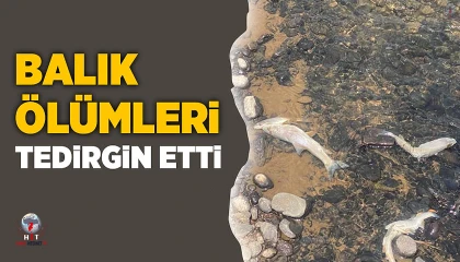 Suyun renginin değiştiği Asi Nehrinde tedirgin eden balık ölümleri