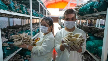 Tarsusta kursiyerler mantar hasadı yaptı