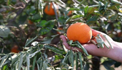 Tescilli portakalı da don vurdu, binlerce fidan kurumaya başladı
