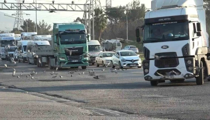 Tırlardan yola saçılan tahıllar binlerce kuşa yem oluyor