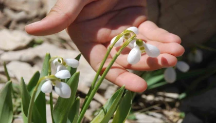 Toros Dağlarının beyaz gelinliği kardelenler yüzünü gösterdi