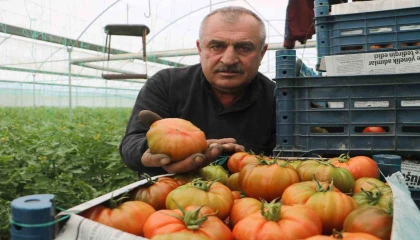 Turfanda hasat edilen domates serada 28 TLden alıcı buluyor