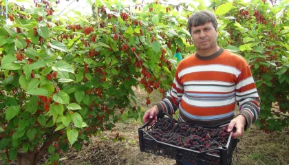 Turfanda yetişen karadutun yüzde 70i ihraç ediliyor