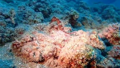 Türkiye sularında sadece 3 türü var: Denizatları yok olma tehlikesiyle karşı karşıya