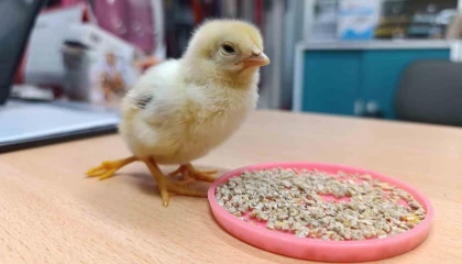 Üç ayaklı civciv görenleri hayrete düşürdü