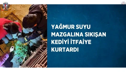 Yağmur suyu mazgalına sıkışan kediyi itfaiye kurtardı