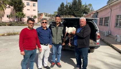 Yaralı leylek ormancılar tarafından kurtarıldı