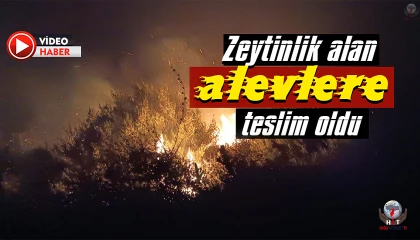 Zeytinlik alan alevlere teslim oldu