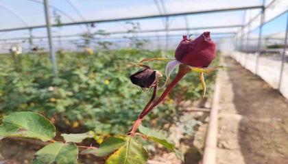 Zirai don gülü de vurdu