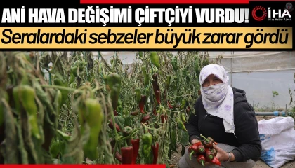 Zirai don sonrası turfanda hasat edilen kapya biber serada 80 TLden alıcı buluyor