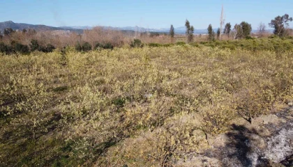 Zirai donun izleri ortaya çıkmaya devam ediyor: Solan marullar, yaprak döken ağaçlar dikkat çekti