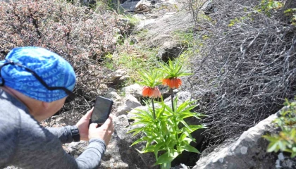 2 bin 900 rakımdaki ters laleleri görmek için geldiler