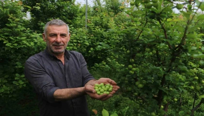 4 bin metrekare serasında turfanda can eriği üreten çiftçi: Ben isterdim ki köyümde 50 tane daha böyle sera olsun