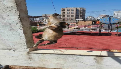 Adanada tel örgülerde mahsur kalan kediyi itfaiye kurtardı