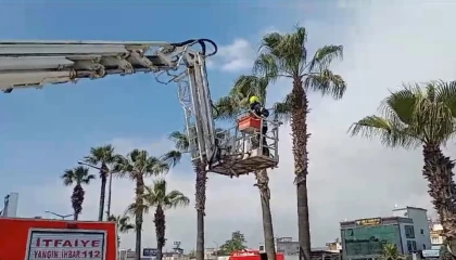 Ağaçta mahsur kalan kedi kurtarıldı