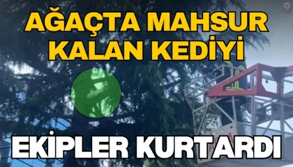 Ağaçta mahsur kalan kediyi itfaiye kurtardı