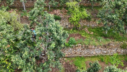 Alanyada muşmula hasadı başladı
