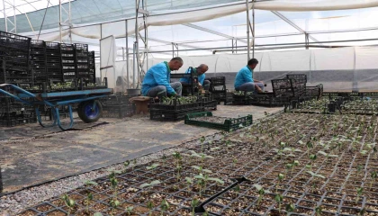 Alanyada ücretsiz su kabağı fidesi dağıtılacak