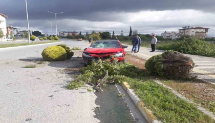Alkollü sürücü kaldırımdaki ağaçlara çarptı: Devrilen ağaç Rus kadının yaralanmasına neden oldu