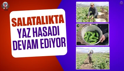 Amik Ovasında bereketli salatalık hasadı