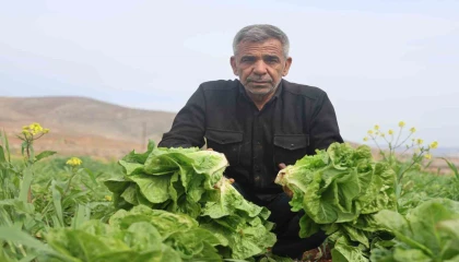 Hatay'da Marul Hasadı Kuraklıktan Etkilendi