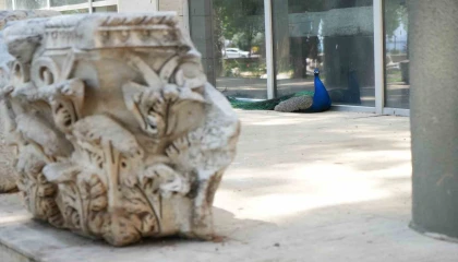 Antalya Arkeoloji Müzesinin renkli nöbetçileri tavus kuşları