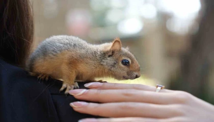 Antalya otogarında el konulan 2 yavru sincaptan haber var