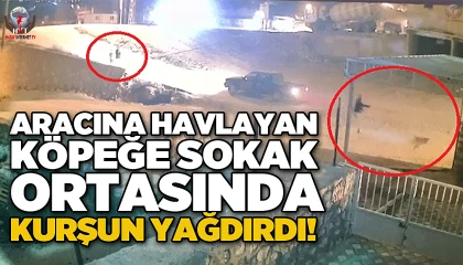 Aracına havlayan köpeğe sokak ortasında kurşun yağdırdı: O anlar kamerada