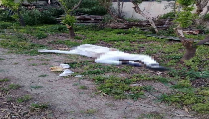 Arı sokması sonucu hayatını kaybetti