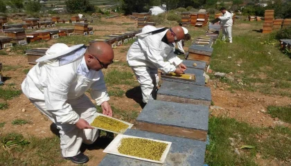 Bahar meyvesini verdi: Şifa deposu polende hasat başladı