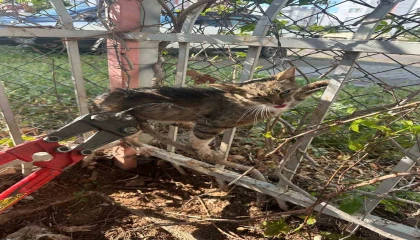 Bahçe demirlerine sıkışan kediyi itfaiyeciler kurtardı