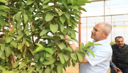 Başkan Özçelik: Tropikal meyve seramız tarımsal turizm ve eğitimine katkı sağlayacak