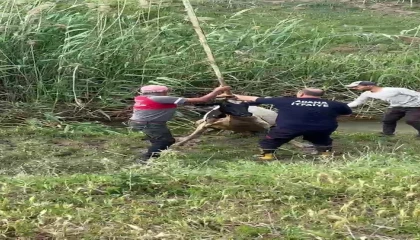 Bataklığa saplanan inek vinçle kurtarıldı