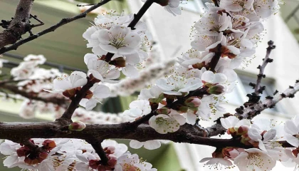 Burdur için zirai don uyarısı