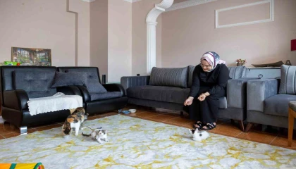 Cami avlusuna sığınan anne kedinin yavruları sahiplendirilecek