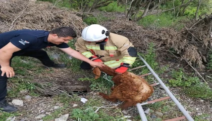 Çukura düşen keçiyi itfaiye kurtardı