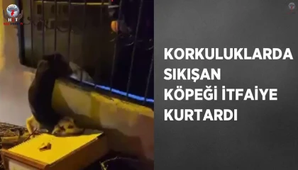Demir korkuluklarda sıkışan köpeği itfaiye kurtardı