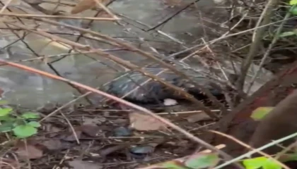 Dere yatağında mahsur kalan 4 yavru köpeği itfaiye kurtardı